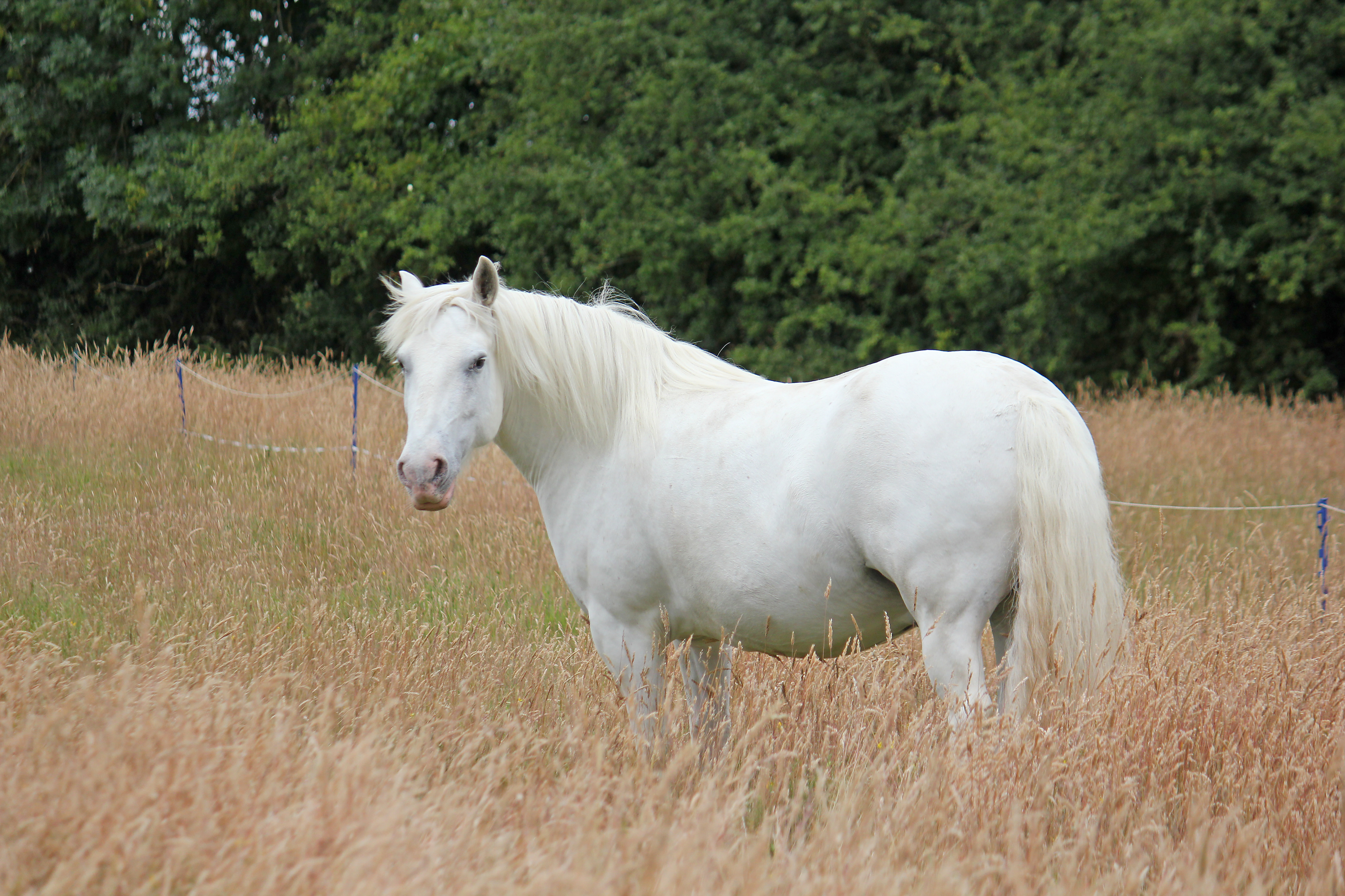 Why I will never buy another horse