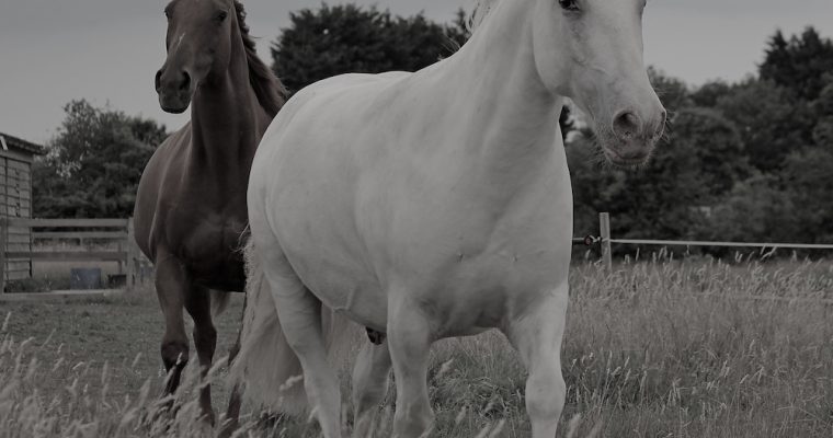 Thunderhooves and the Ghost Train